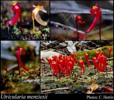 Utricularia menziesii Utricularia menziesii RBr FloraBase Flora of Western Australia