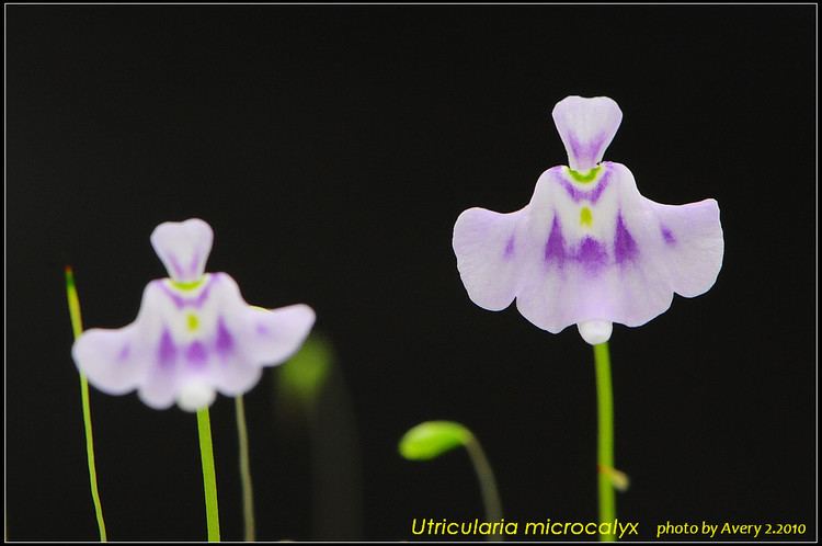 Utricularia microcalyx imagesfotopnetalbums6averyorchidsUmicrocalyx