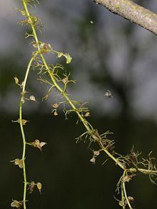 Utricularia minor httpsuploadwikimediaorgwikipediacommonsthu