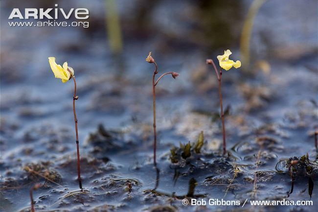 Utricularia minor Lesser bladderwort videos photos and facts Utricularia minor ARKive
