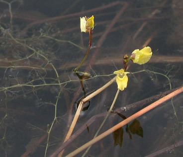 Utricularia minor minor
