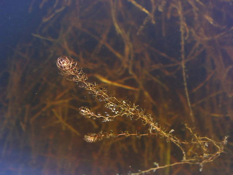 Utricularia minor Utricularia minor lesser bladderwort Go Botany