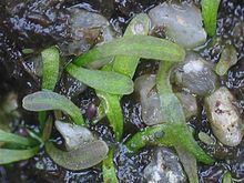 Utricularia nana httpsuploadwikimediaorgwikipediacommonsthu