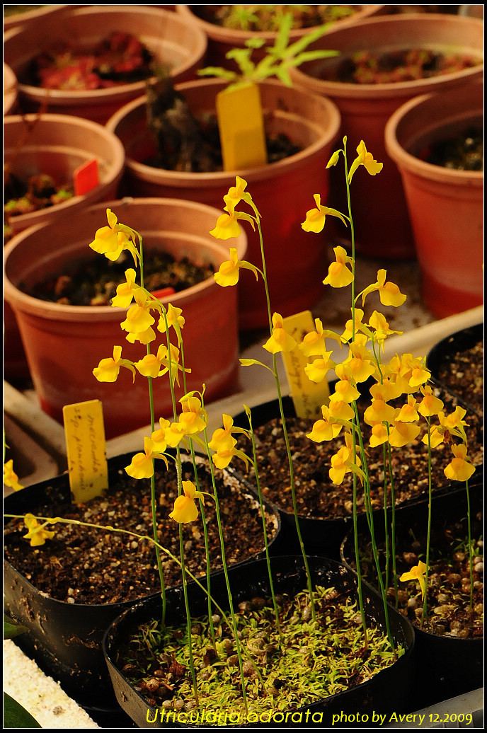 Utricularia odorata imagesfotopnetalbums6averyorchidsUodorataDS