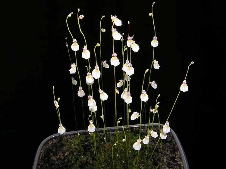 Utricularia parthenopipes wwwsarraceniaczinformaceutriculariaparthenopi