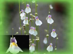 Utricularia parthenopipes Utricularia parthenopipes photos