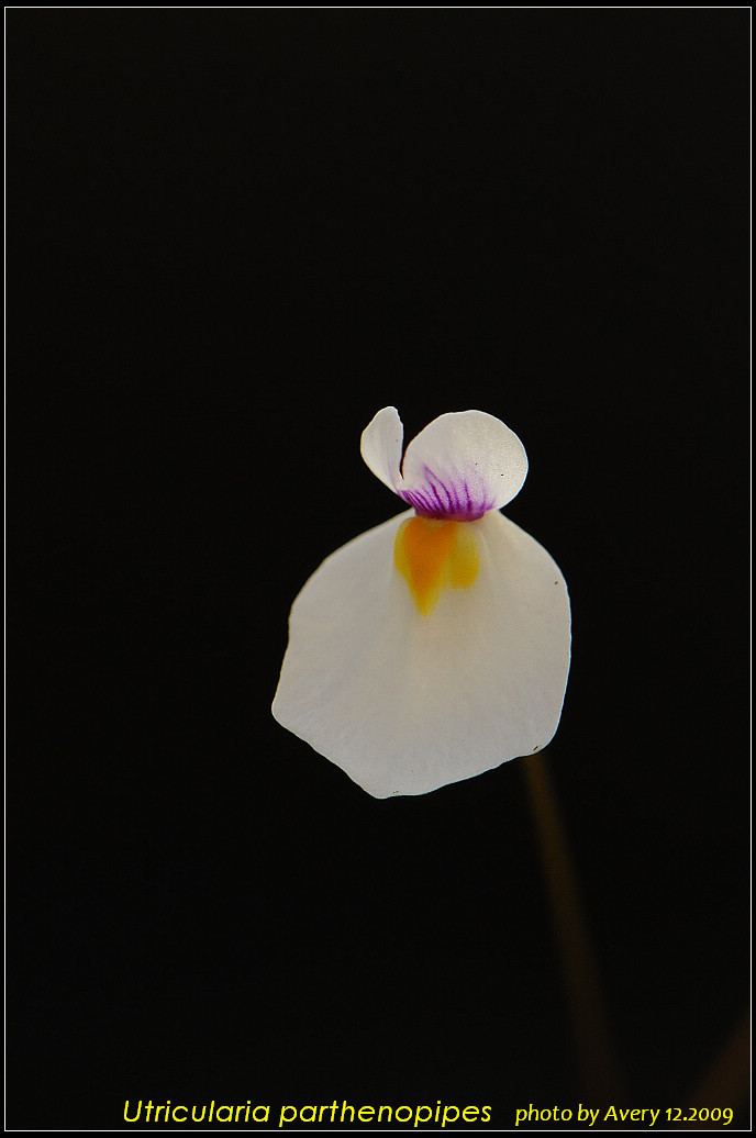 Utricularia parthenopipes Avery39s Utricularia Collection Updated 1722011 Carnivorous