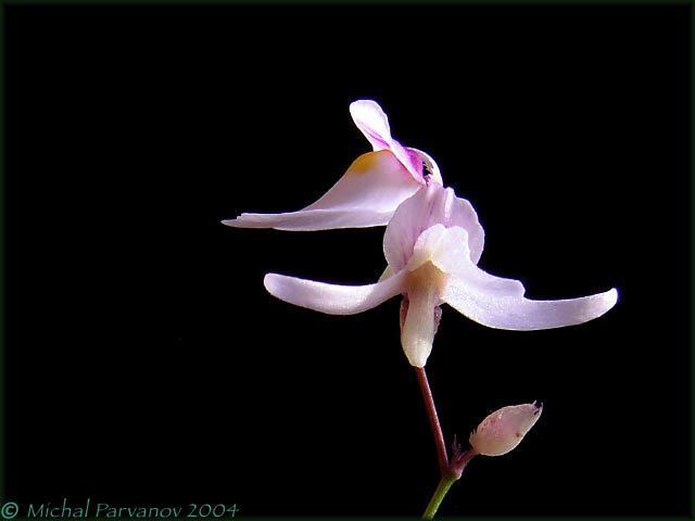 Utricularia parthenopipes Utricularia parthenopipes photos