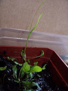 Utricularia praelonga Utricularia praelonga Wikipedia