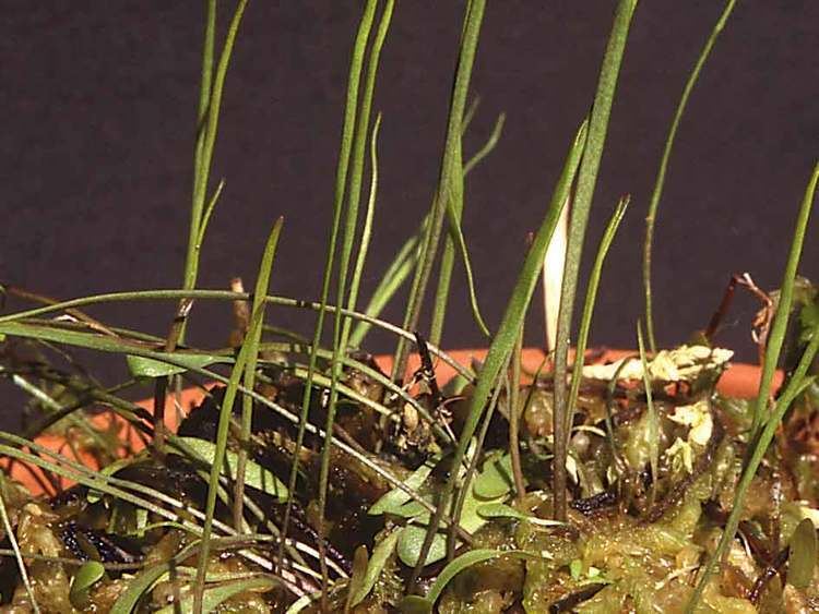 Utricularia praelonga Hiroshi Wakabayashi39s Carnivorous Plants pages