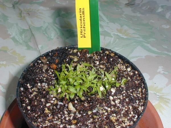 Utricularia prehensilis Utricularia prehensilis photos