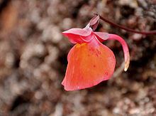 Utricularia quelchii httpsuploadwikimediaorgwikipediacommonsthu
