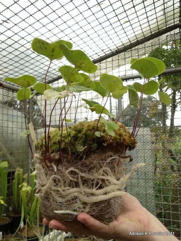 Utricularia reniformis Ureniformis quotsmall leafquotquestion Utricularia Carnivorous Plants UK
