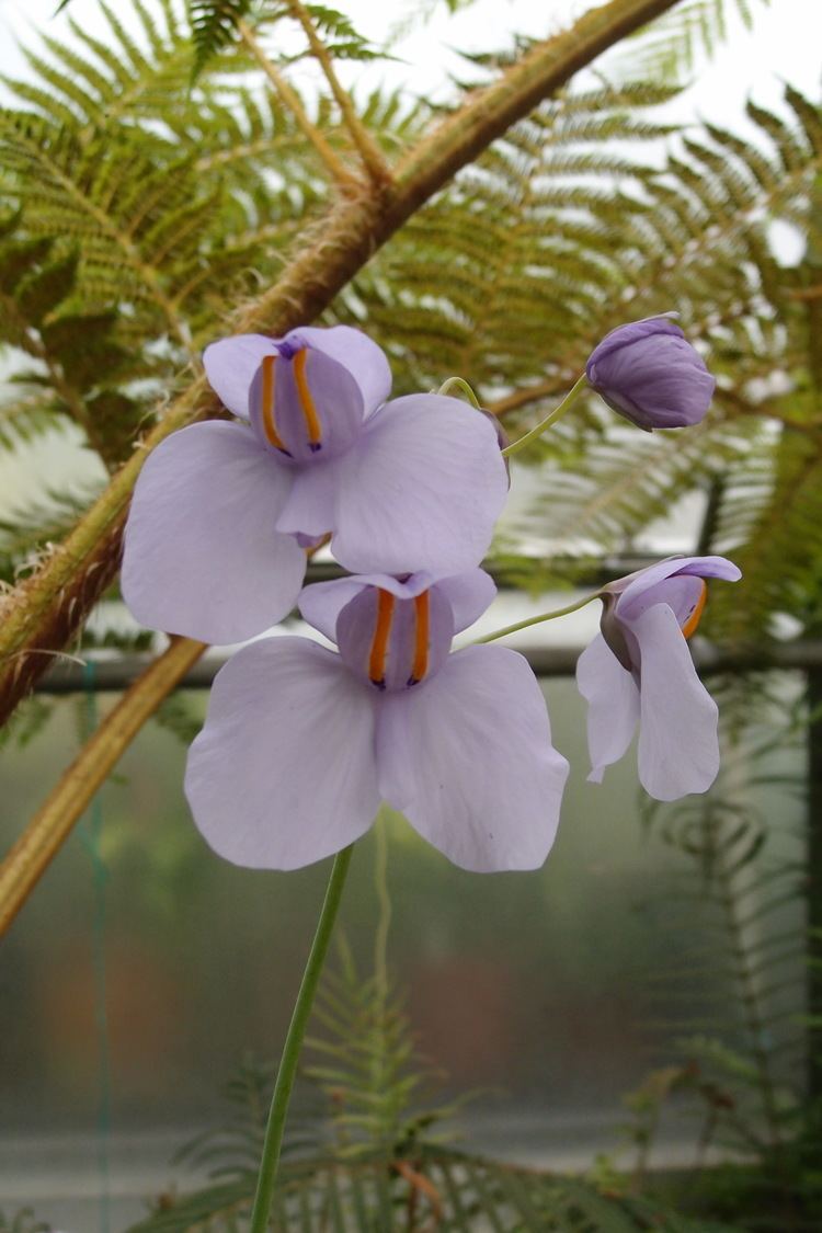 Utricularia reniformis Oxford University Plants 400 Utricularia reniformis BRAHMS Online