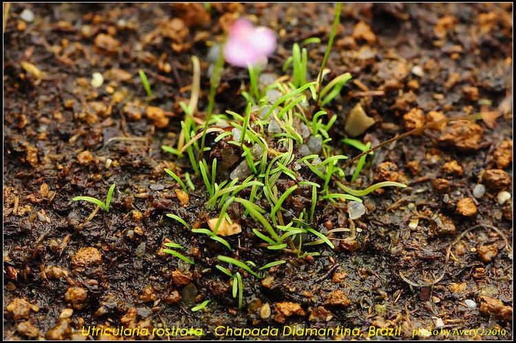 Utricularia rostrata imagesfotopnetalbums6averyorchidsUrostrataD