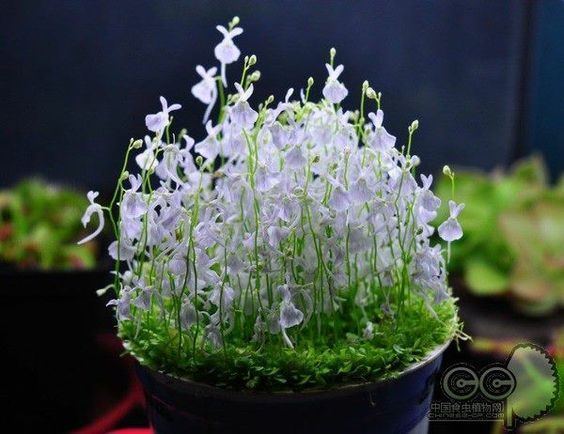 Utricularia sandersonii Utricularia sandersonii is a small perennial carnivorous plant that