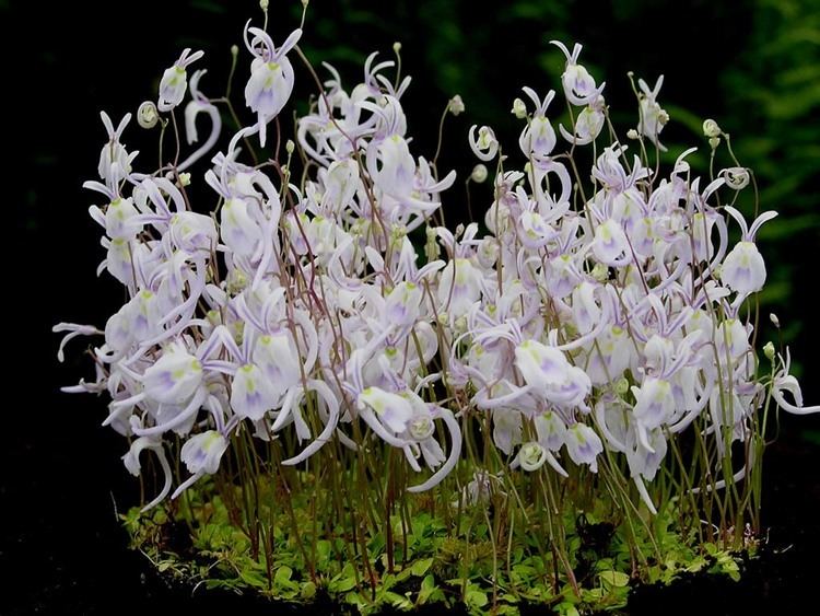 Utricularia sandersonii Related Keywords amp Suggestions for Utricularia Sandersonii