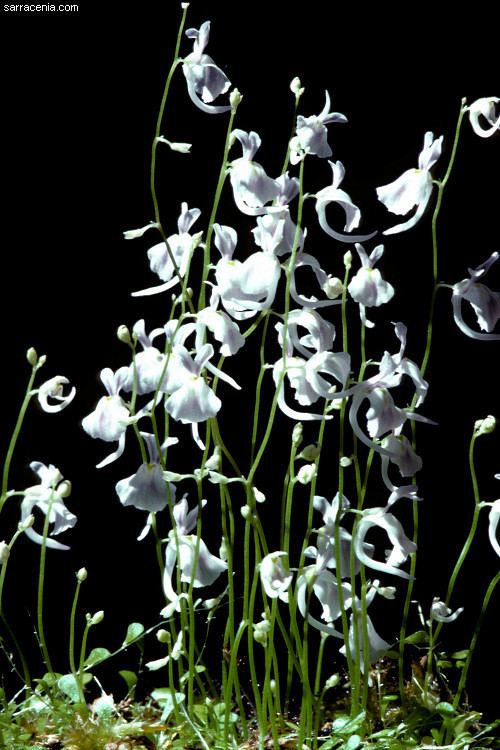 Utricularia sandersonii Utricularia sandersonii