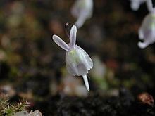 Utricularia sandersonii httpsuploadwikimediaorgwikipediacommonsthu