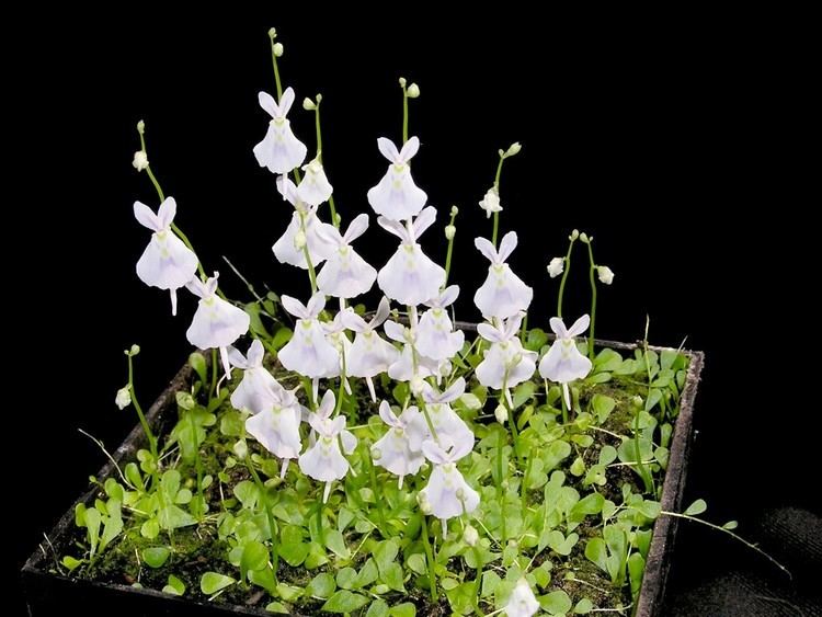 Utricularia sandersonii Related Keywords amp Suggestions for Utricularia Sandersonii
