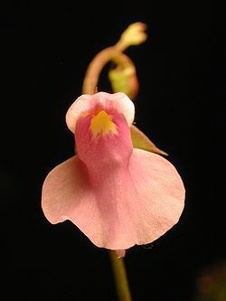 Utricularia sect. Foliosa httpsuploadwikimediaorgwikipediacommonsthu