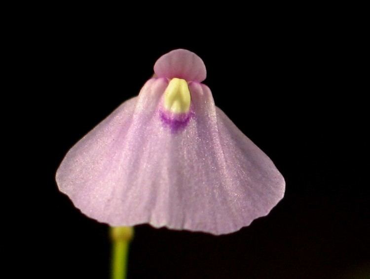 Utricularia sect. Pleiochasia