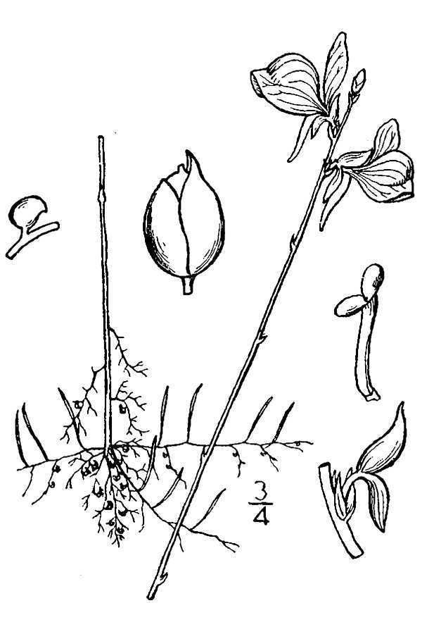Utricularia sect. Stomoisia
