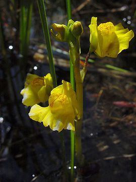 Utricularia sect. Utricularia httpsuploadwikimediaorgwikipediacommonsthu