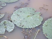 Utricularia stellaris httpsuploadwikimediaorgwikipediacommonsthu
