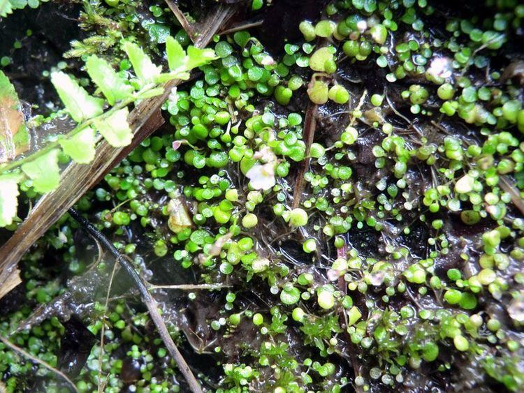 Utricularia striatula Utricularia striatula near Taipei Carnivorous Plants in Habitat