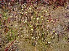 Utricularia subulata httpsuploadwikimediaorgwikipediacommonsthu