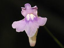 Utricularia tridentata httpsuploadwikimediaorgwikipediacommonsthu