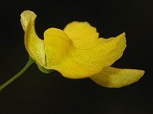 Utricularia triloba httpsuploadwikimediaorgwikipediacommonsthu