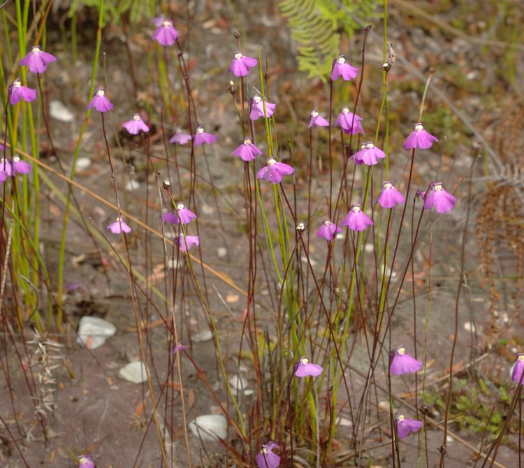 Utricularia uniflora FileUtricularia uniflora Teds Beach Tasmania habitusjpg