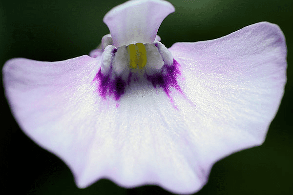 Utricularia uniflora Utricularia uniflora