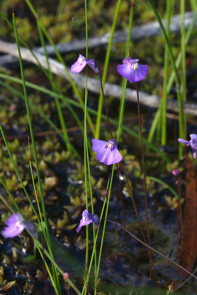 Utricularia uniflora Utricularia uniflora photos