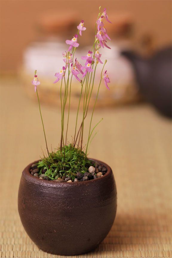 Utricularia warburgii 78 images about Carnivorous plants on Pinterest Gardens Sun and