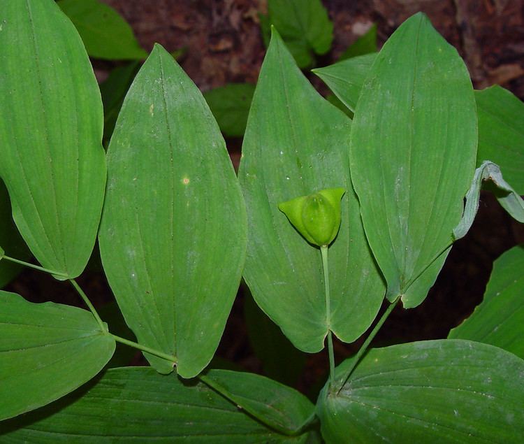 Uvularia Uvularia grandiflora largeflowered bellwort Go Botany