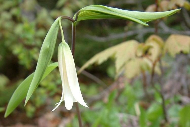 Uvularia sessilifolia Uvularia sessilifolia sessileleaved bellwort Go Botany