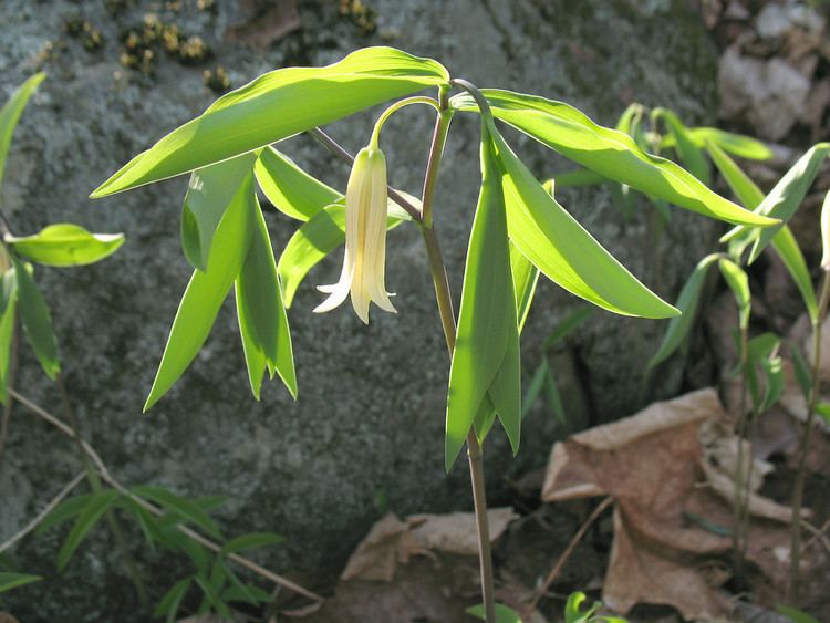 Uvularia sessilifolia Uvularia sessilifolia sessileleaved bellwort Go Botany
