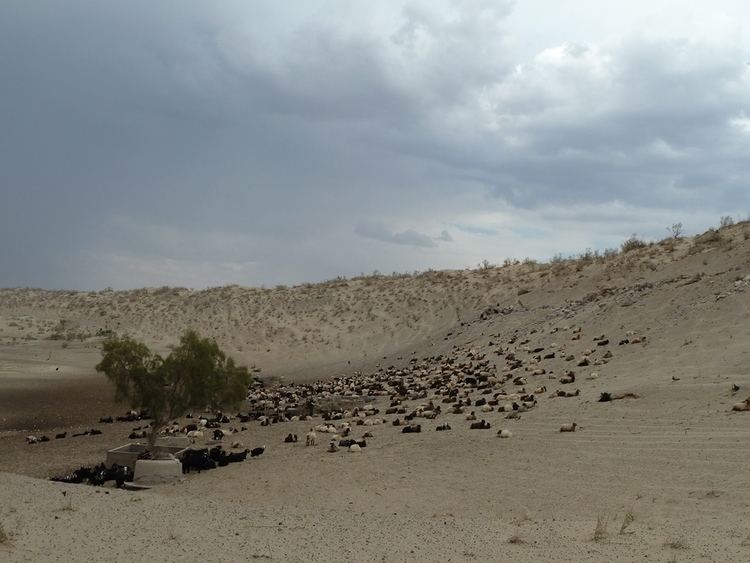 Uzboy Panoramio Photo of Sheep at Uzboy River bed