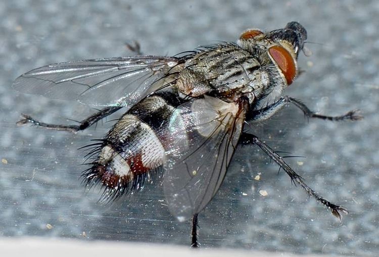 Uzi fly Featured insects