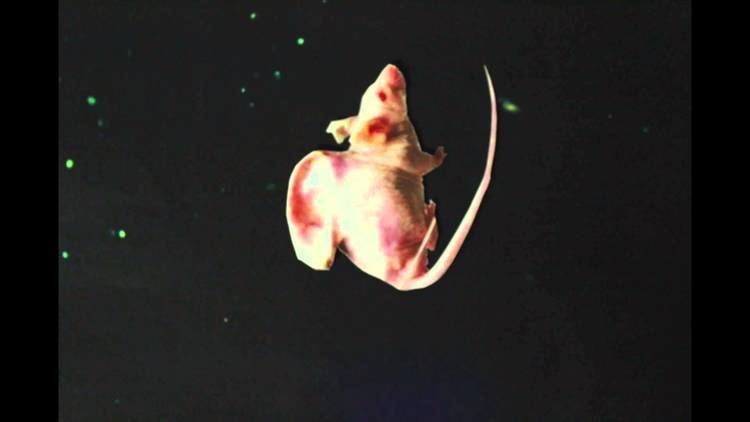 Vacanti mouse Vacanti Mouse Floating in Space YouTube