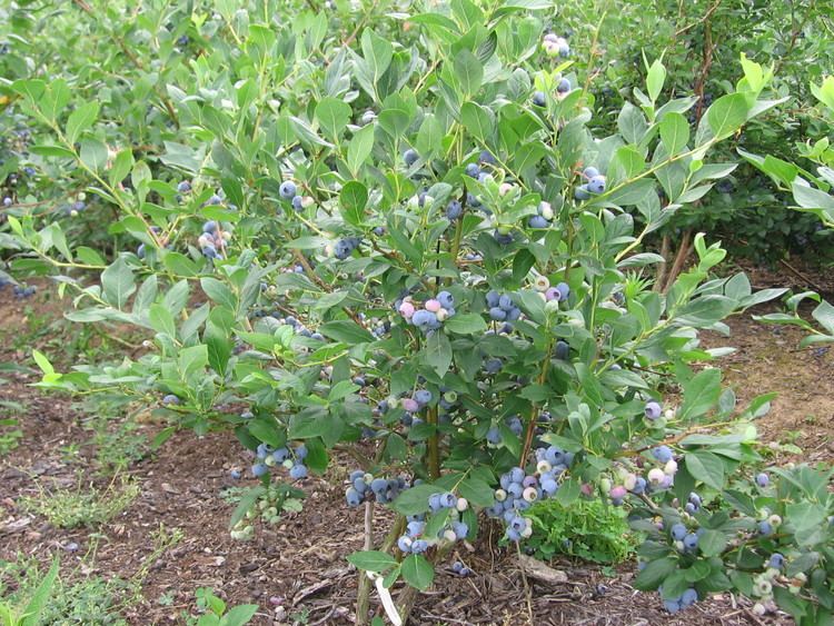 Vaccinium Natural Landscapes Nursery Blueberries