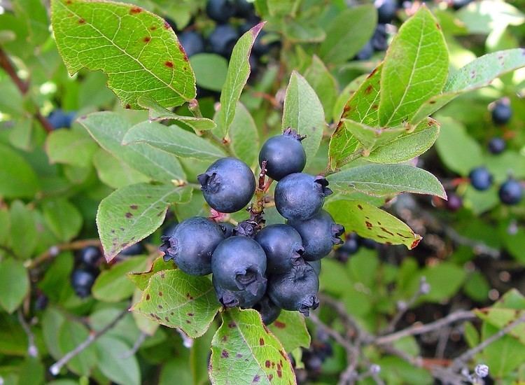 Vaccinium Vaccinium angustifolium common lowbush blueberry Go Botany