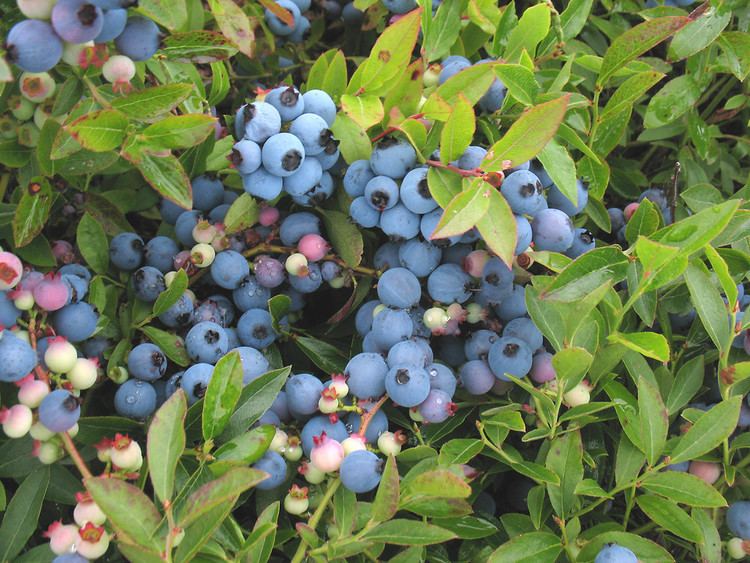 Vaccinium Vaccinium angustifolium common lowbush blueberry Go Botany