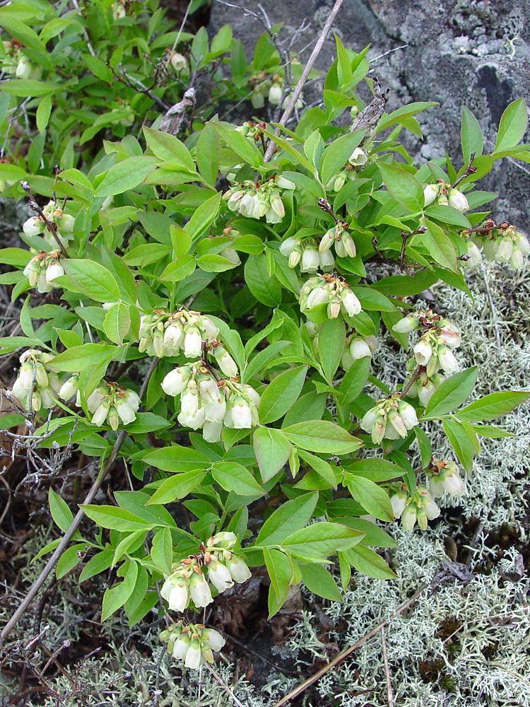 Vaccinium Genus Vaccinium blueberry Go Botany