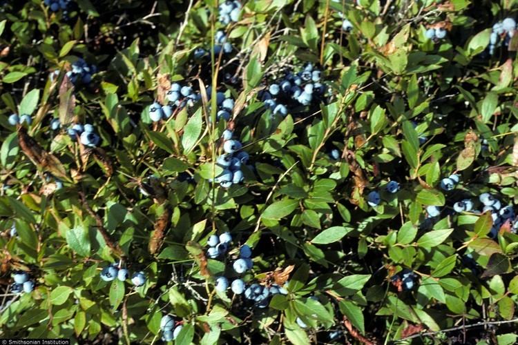Vaccinium angustifolium Plants Profile for Vaccinium angustifolium lowbush blueberry