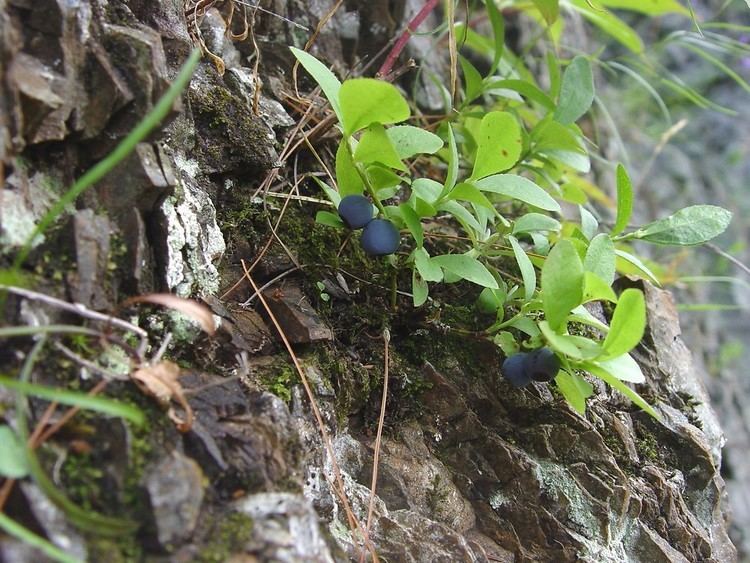 Vaccinium cespitosum Vaccinium cespitosum dwarf blueberry Go Botany