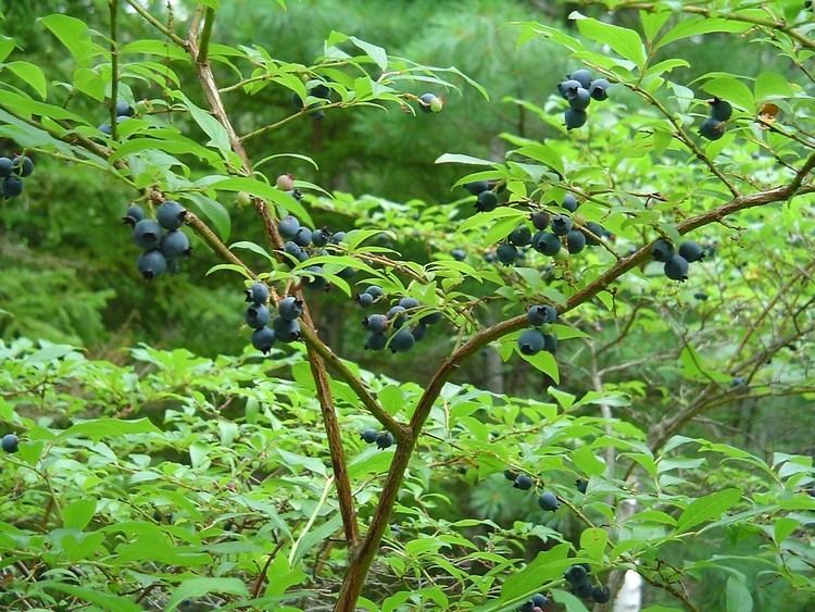 Vaccinium corymbosum Vaccinium corymbosum highbush blueberry Go Botany
